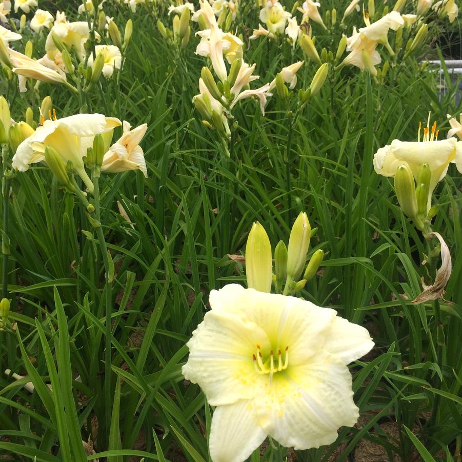 Hemerocallis 'Joan Senior' - Daylily from Babikow Wholesale Nursery