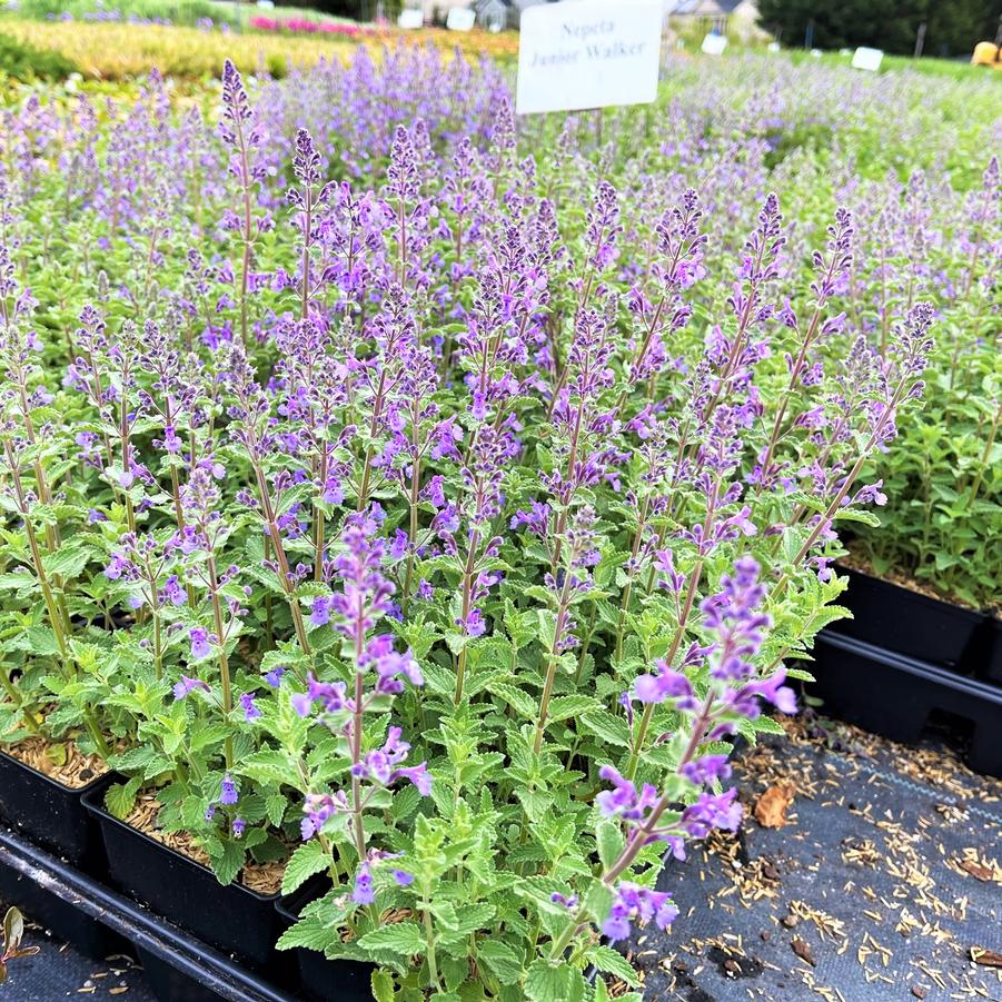 Nepeta faa. 'Junior Walker' - Catmint from Babikow Wholesale Nursery