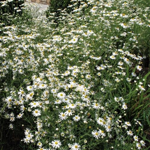 Boltonia asteroides - Thousand -flowered Aster from Babikow