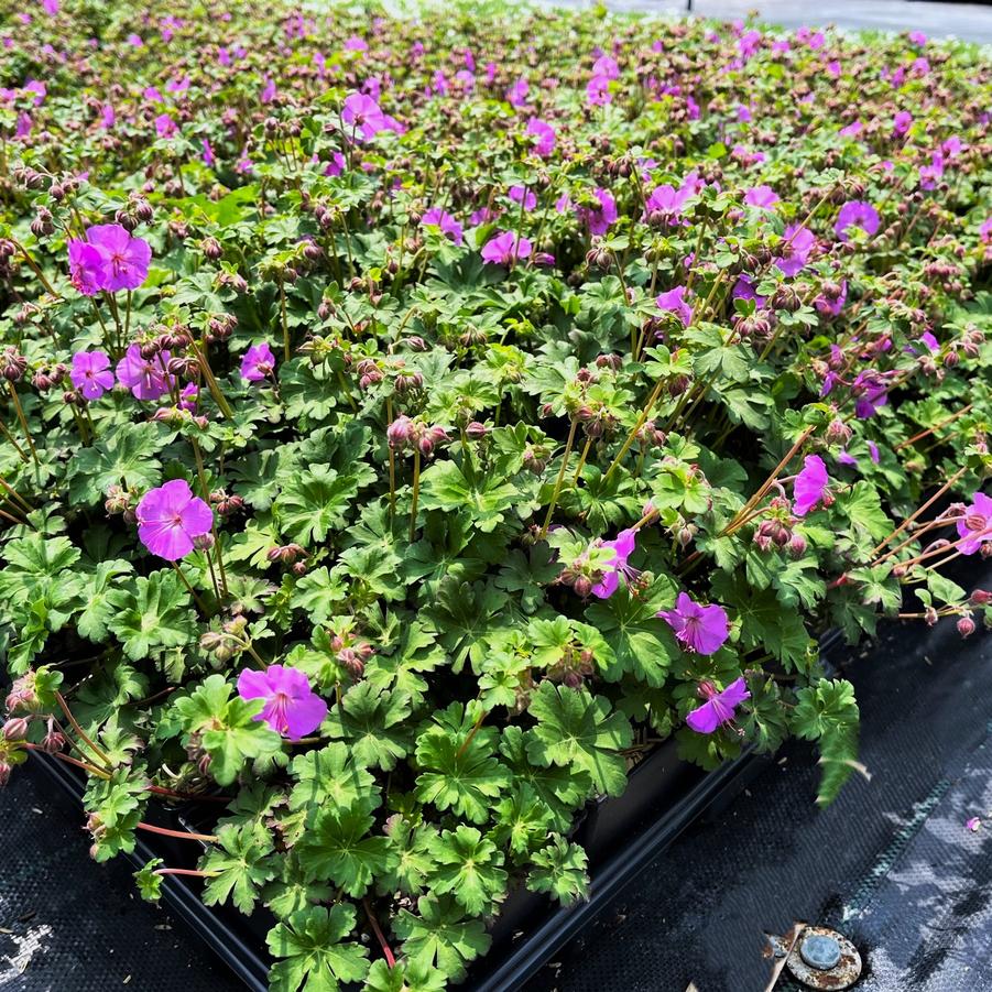 Geranium can. 'Karmina' - Cambridge Geranium from Babikow Wholesale Nursery