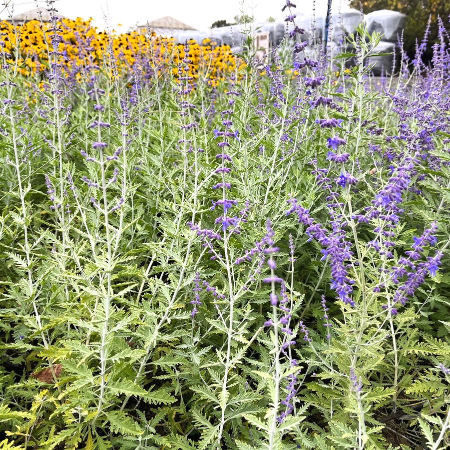 Perovskia atriplicifolia - Russian Sage from Babikow Wholesale Nursery