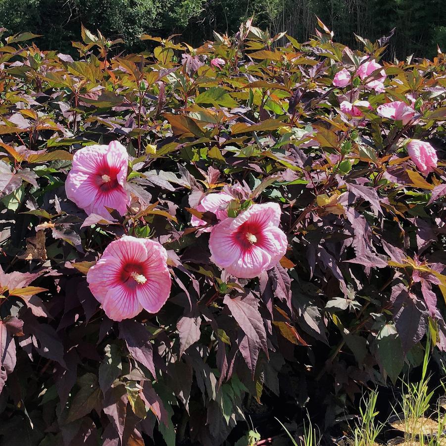 Hibiscus 'Kopper King' - Rose Mallow from Babikow Wholesale Nursery