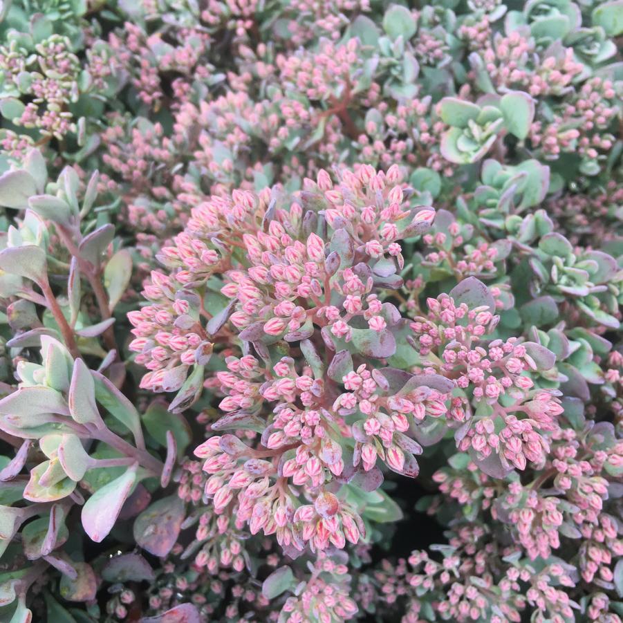 Sedum cau. 'Lidakense' - Stonecrop from Babikow Wholesale Nursery