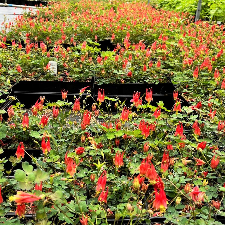 Aquilegia can. 'Little Lanterns' - Wild Columbine from Babikow Wholesale Nursery