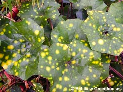 Farfugium 'Aureomaculatum' - Leopard Plant from Babikow Wholesale Nursery