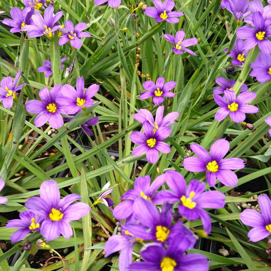 Sisyrinchium ang. 'Lucerne' - Blue Eyed Grass from Babikow Wholesale Nursery