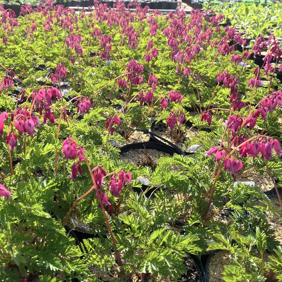 Dicentra for. 'Luxuriant' - Bleeding Heart from Babikow Wholesale Nursery