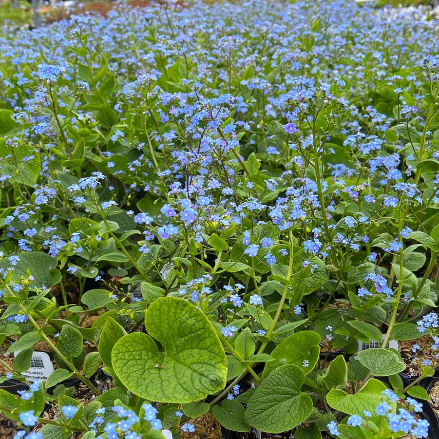 Brunnera macrophylla - Siberian Bugloss from Babikow Wholesale Nursery