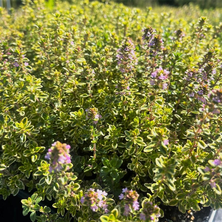 Thymus cit. 'Aureus Variegatus' - Golden Lemon Thyme from Babikow