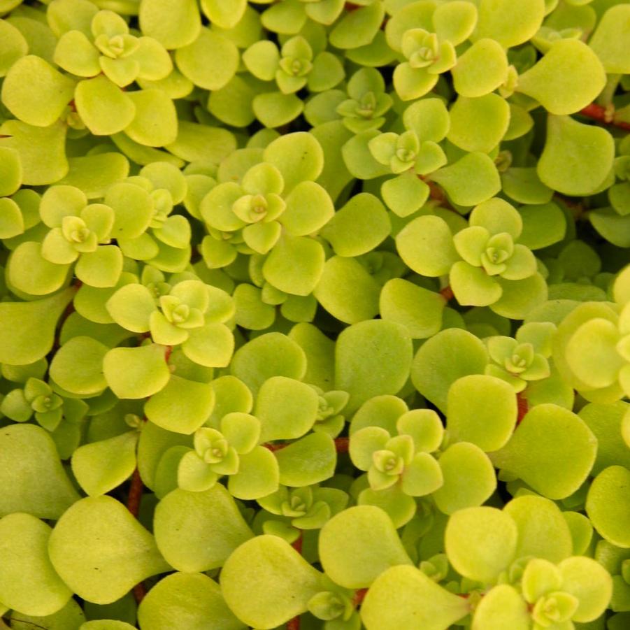 Sedum mak. 'Ogon' - Stonecrop from Babikow Wholesale Nursery