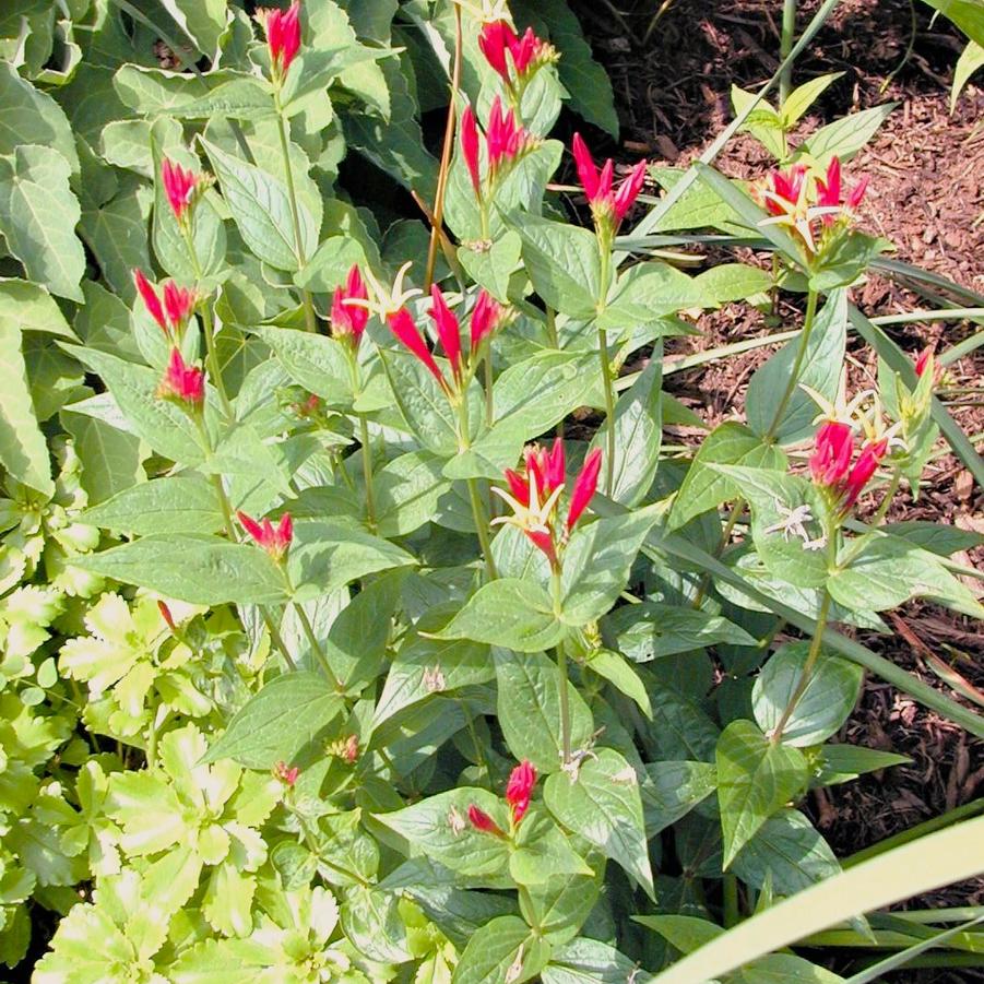 Spigelia marilandica - Woodland Pinkroot from Babikow Wholesale Nursery