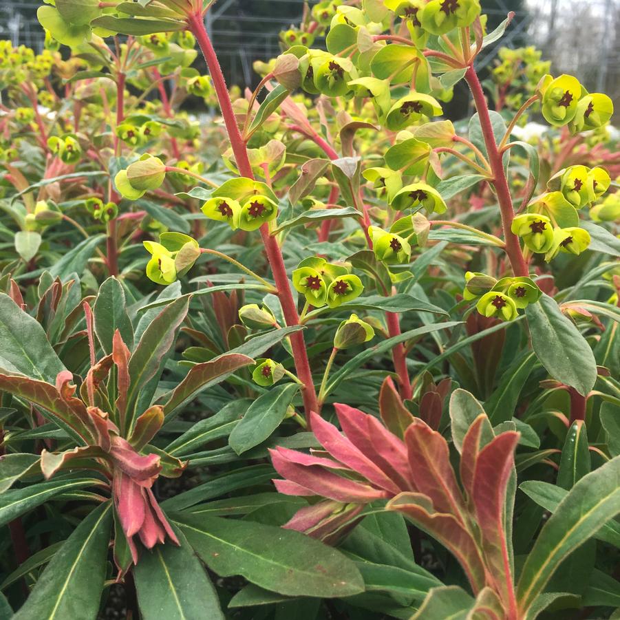 Euphorbia martinii - Wood Spurge from Babikow Wholesale Nursery