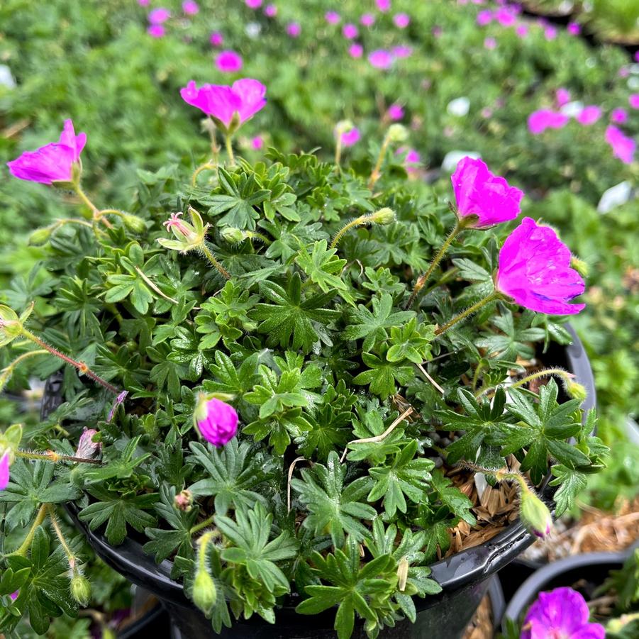 Geranium san. 'Max Frei' - Bloody Crane's Bill from Babikow Wholesale Nursery