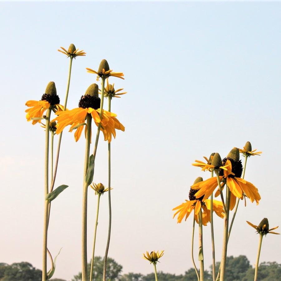 Rudbeckia maxima - Great Coneflower from Babikow Wholesale Nursery