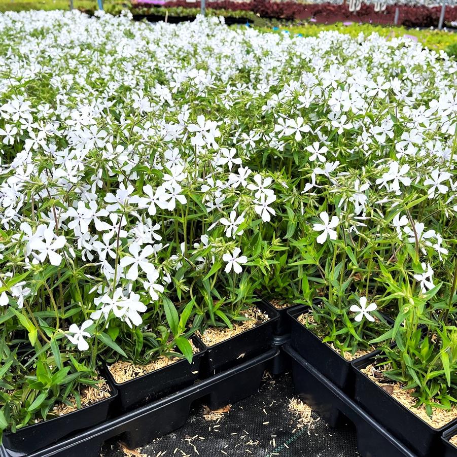 Phlox div. 'May Breeze' - Wild Blue Phlox from Babikow Wholesale Nursery