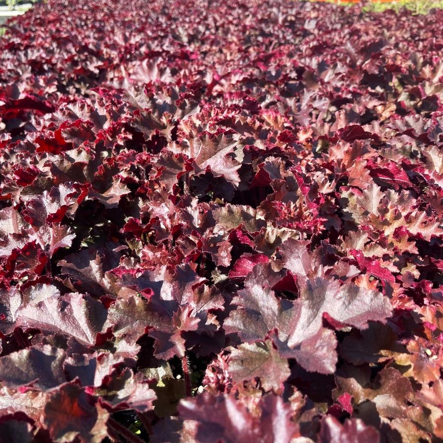 Heuchera x 'Melting Fire' - Coral bells from Babikow Wholesale Nursery