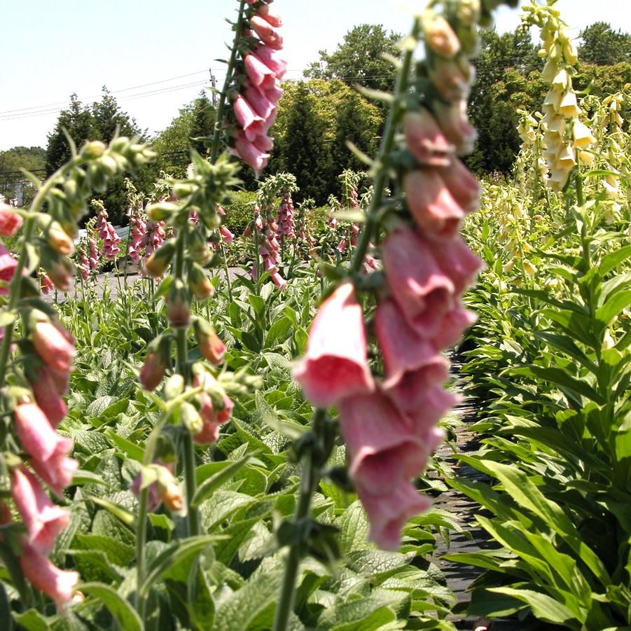 Digitalis mertonensis - Foxglove from Babikow Wholesale Nursery