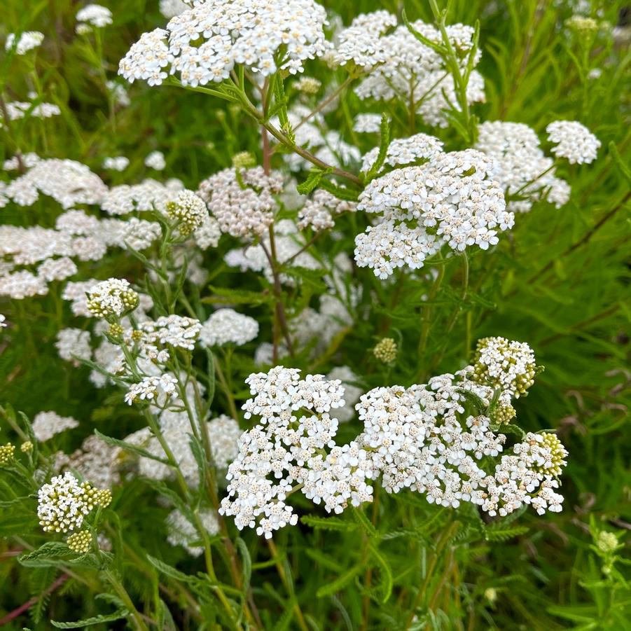 Achillea millefolium - Yarrow from Babikow Wholesale Nursery