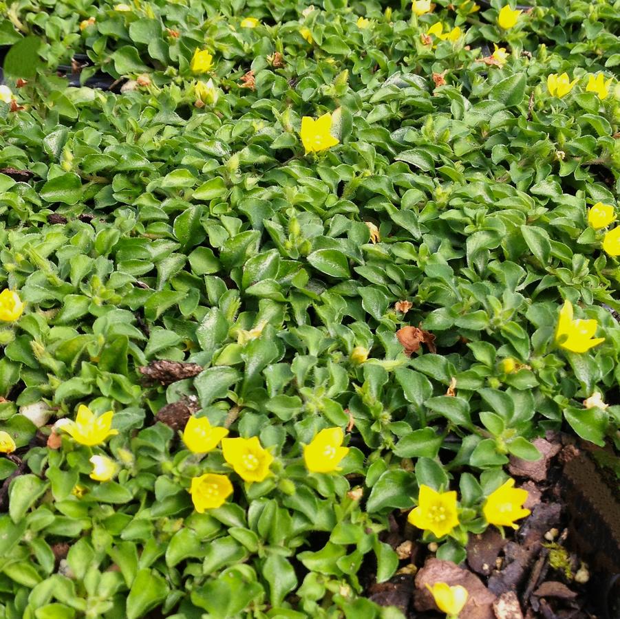 Lysimachia jap. 'Minutissima' - Miniature Moneywort from Babikow Wholesale Nursery