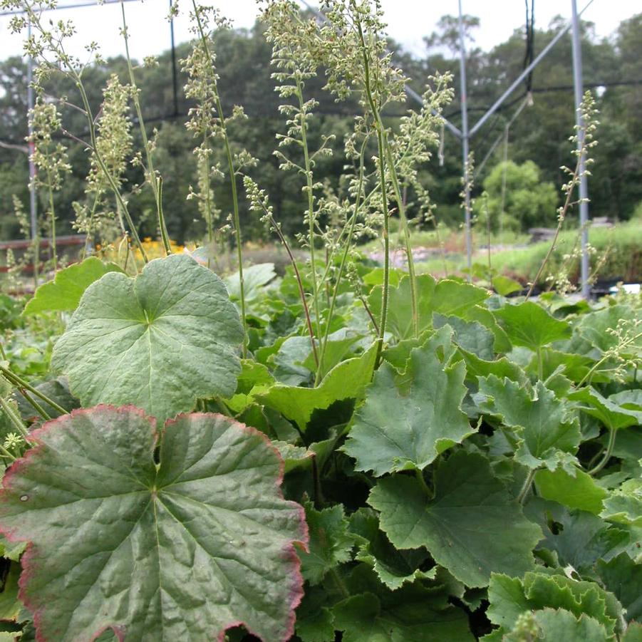 Heuchera vil. 'Autumn Bride' - Coral bells from Babikow Wholesale Nursery