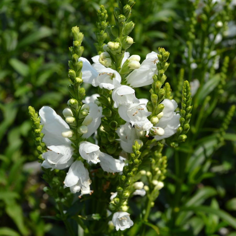 Physostegia 'Miss Manners' - Obedient Plant from Babikow Wholesale Nursery