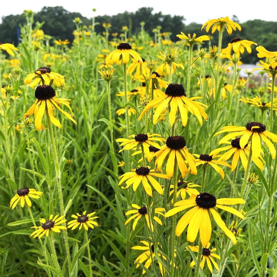 Rudbeckia missouriensis - Missouri Coneflower from Babikow Wholesale Nursery