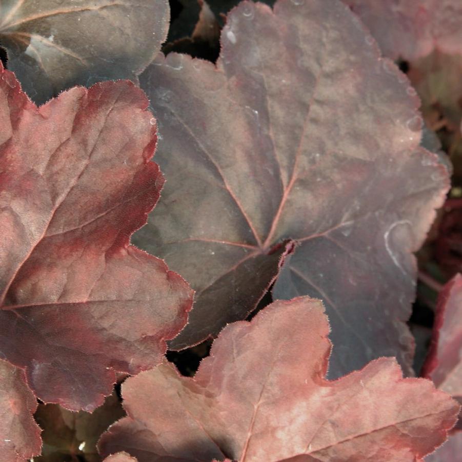 Heuchera vil. 'Mocha' - Coral bells from Babikow Wholesale Nursery