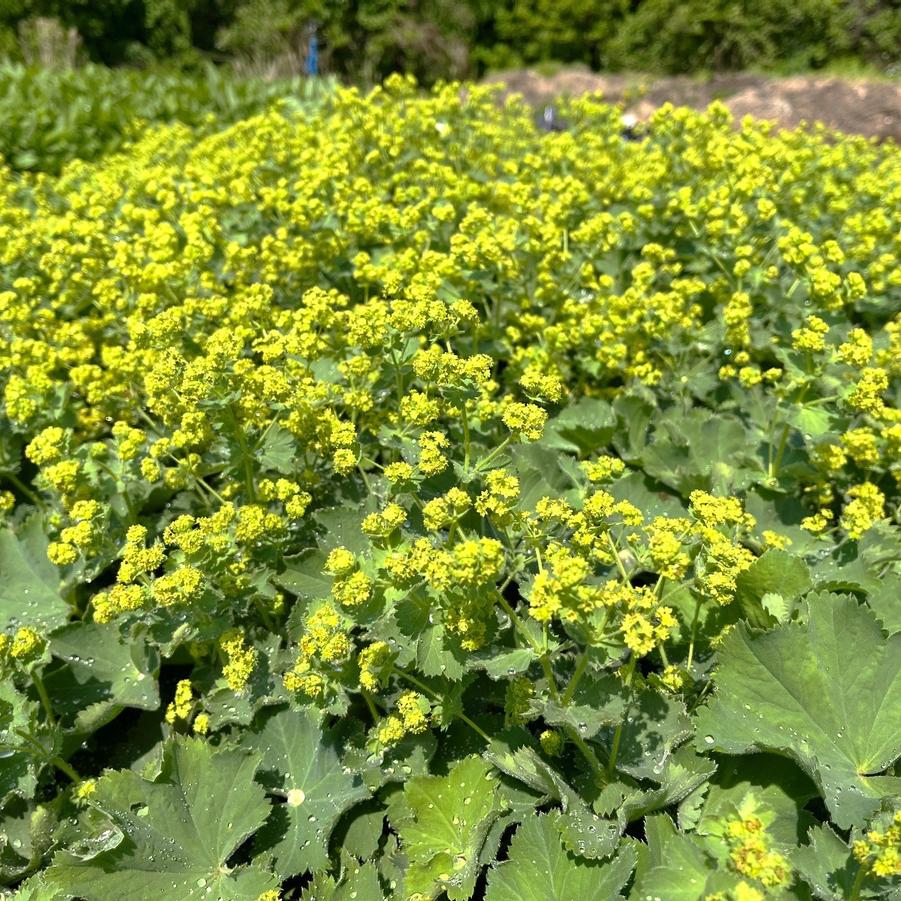 Alchemilla mollis - Lady's Mantle from Babikow Wholesale Nursery