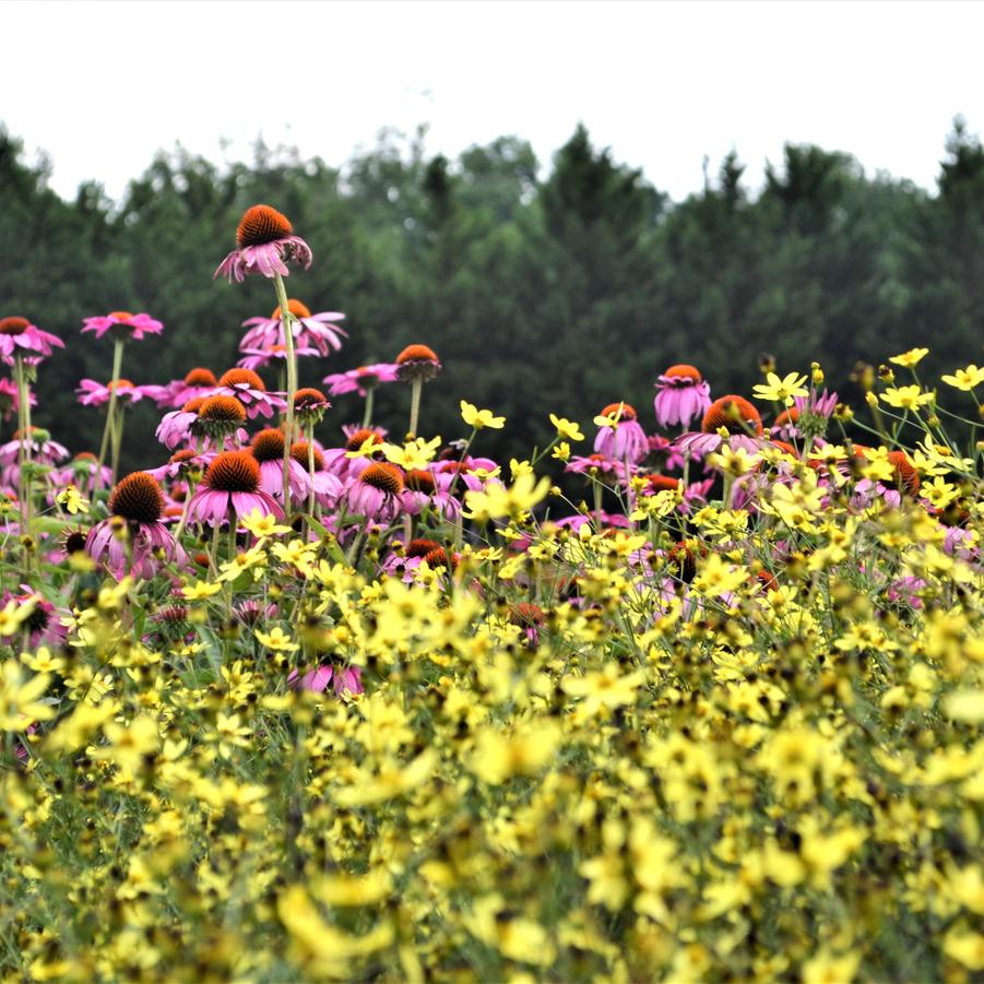 Coreopsis ver. 'Moonbeam' - Tickseed from Babikow Wholesale Nursery