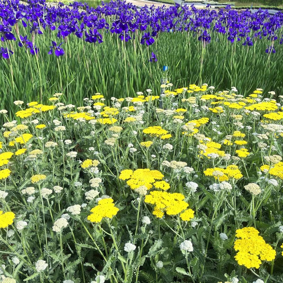 Achillea 'Moonshine' - Yarrow from Babikow Wholesale Nursery