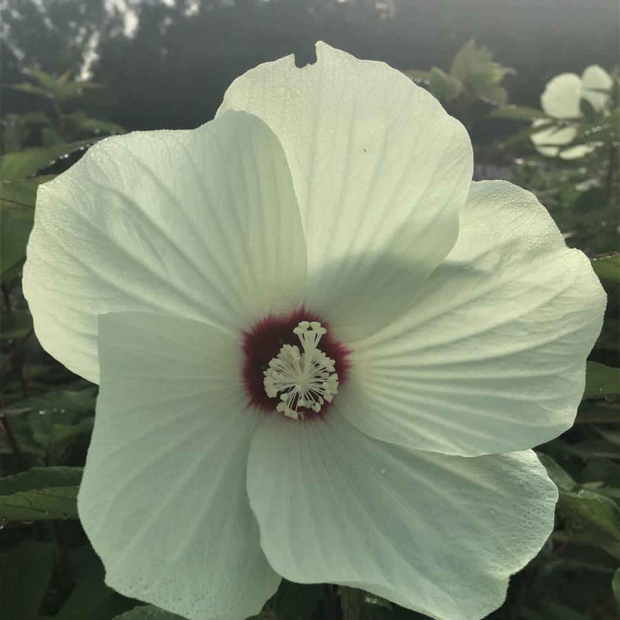 Hibiscus moscheutos - Eastern Rose Mallow from Babikow Wholesale Nursery