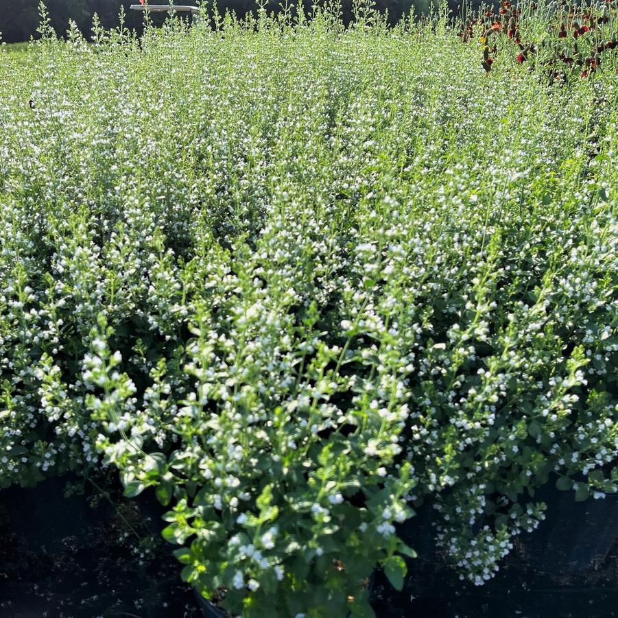 Calamintha nepeta 'subsp. nepeta' - Calamint from Babikow Wholesale Nursery