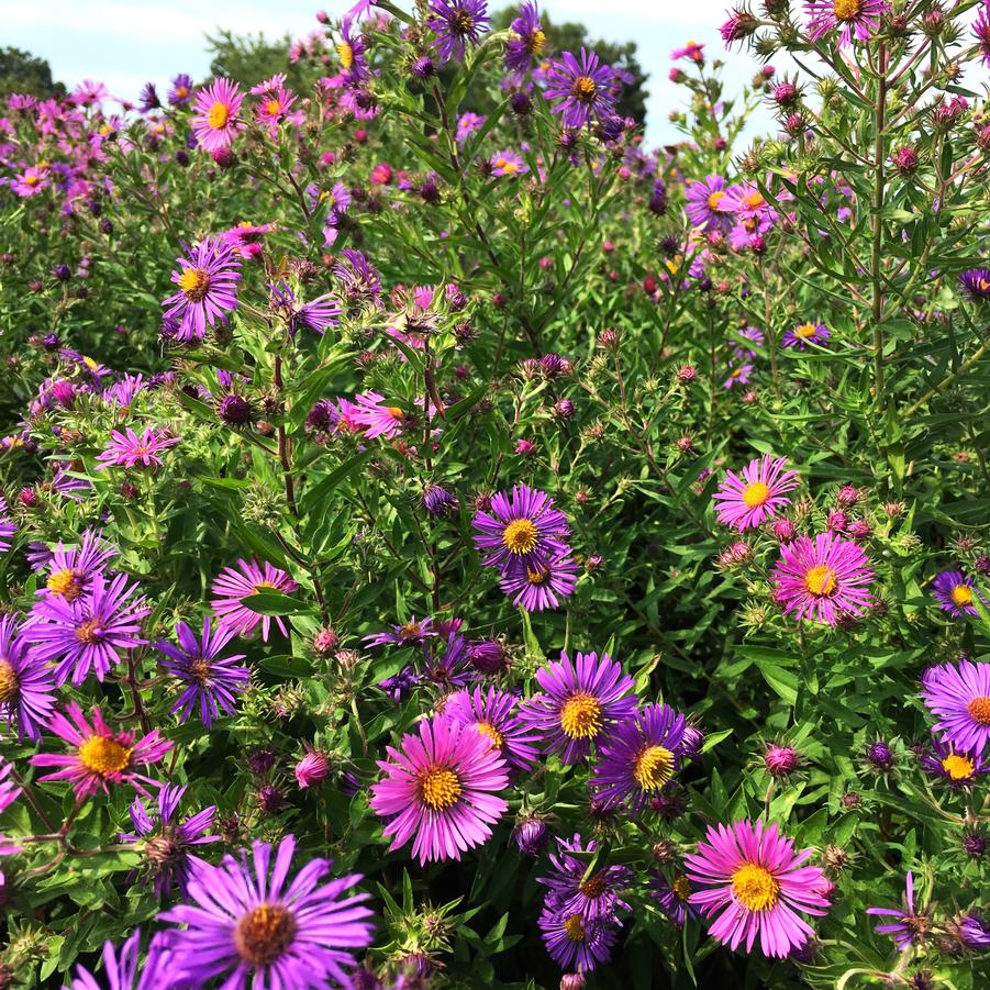 Aster novae- angliae - New England Aster from Babikow Wholesale Nursery