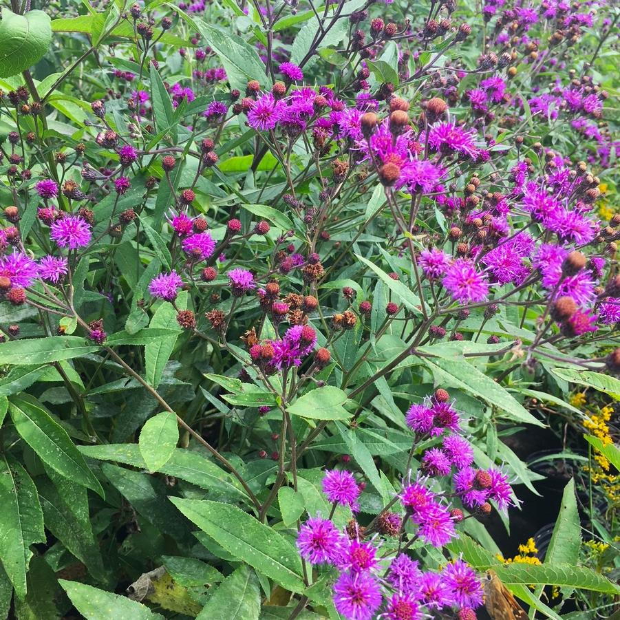 Vernonia noveboracensis - New York Ironweed from Babikow Wholesale Nursery