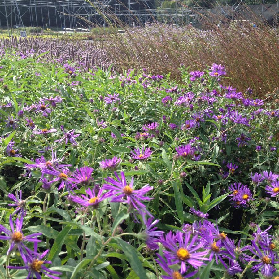 Aster novi-belgii - New York Aster from Babikow Wholesale Nursery