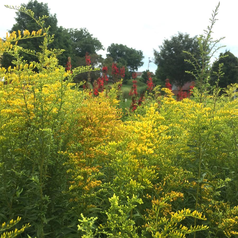 Solidago odora - Goldenrod from Babikow Wholesale Nursery