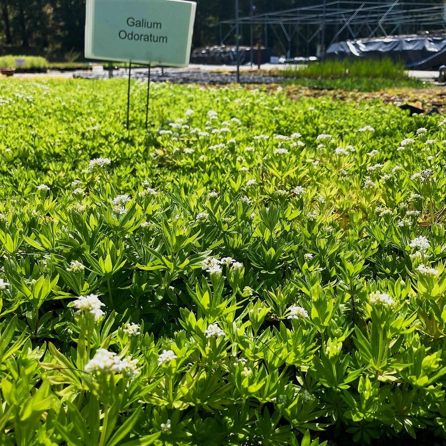 Galium odoratum - Sweet Woodruff from Babikow Wholesale Nursery