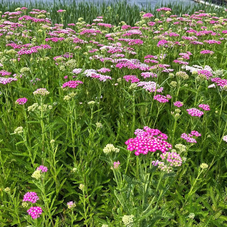 Achillea 'Oertel's Rose' - Yarrow from Babikow Wholesale Nursery