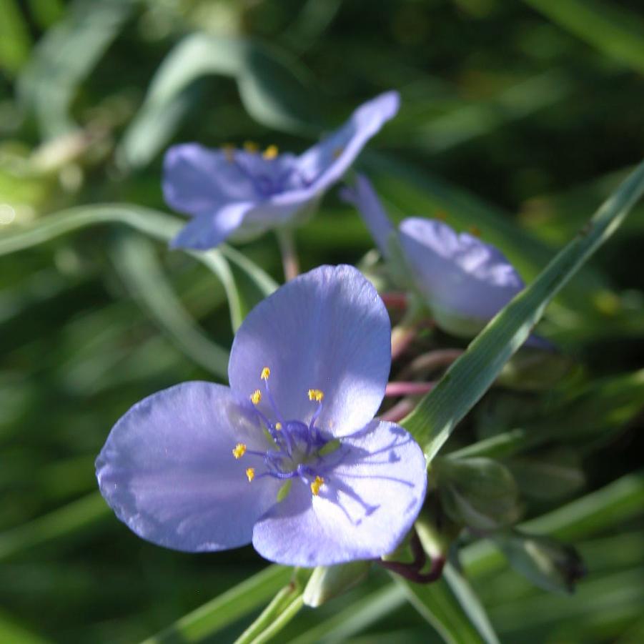 Tradescantia ohioensis - Spiderwort from Babikow Wholesale Nursery