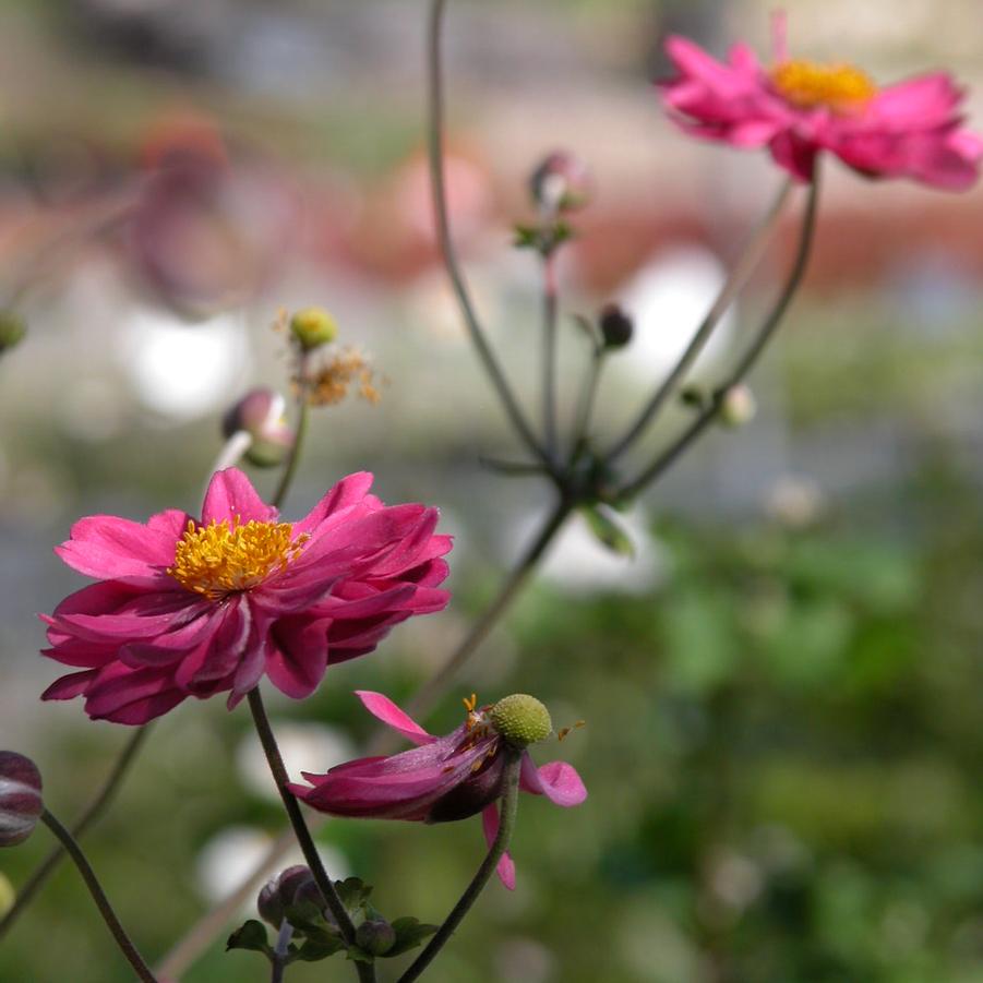 Anemone 'Pamina' - Windflower from Babikow Wholesale Nursery