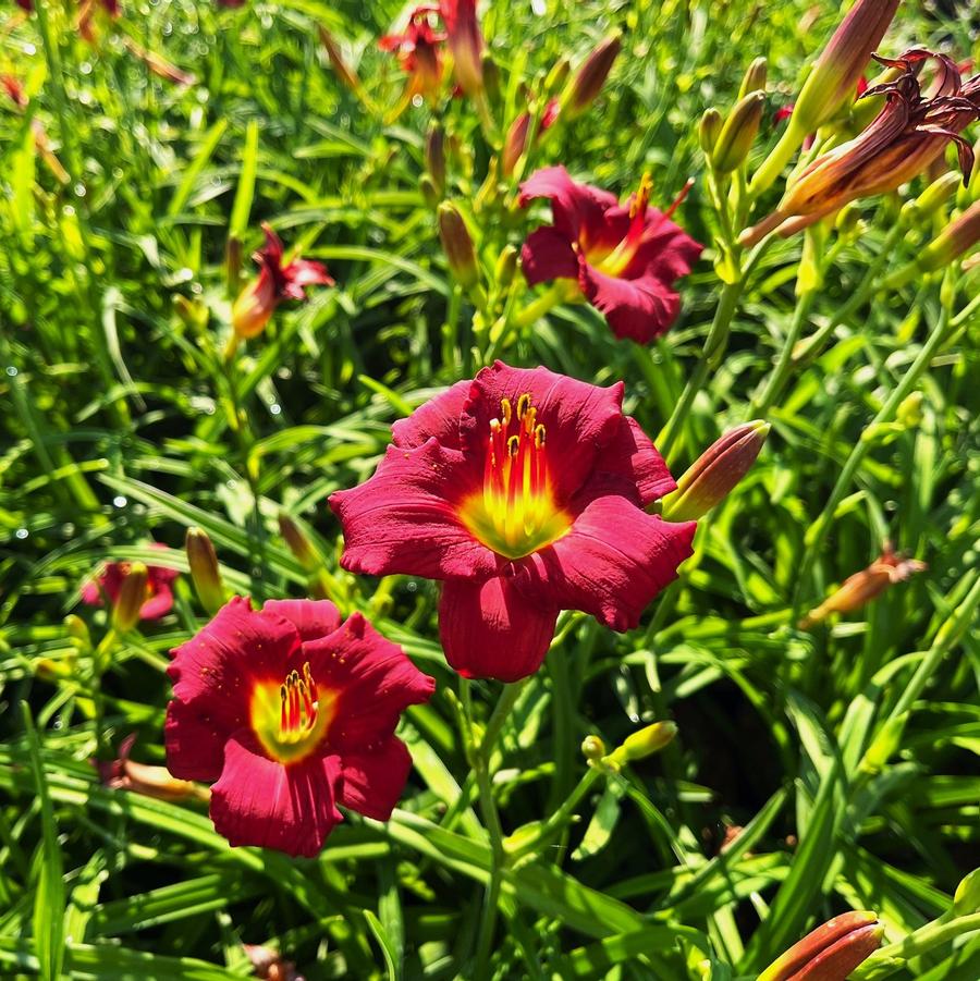 Hemerocallis 'Pardon Me' - Daylily from Babikow Wholesale Nursery