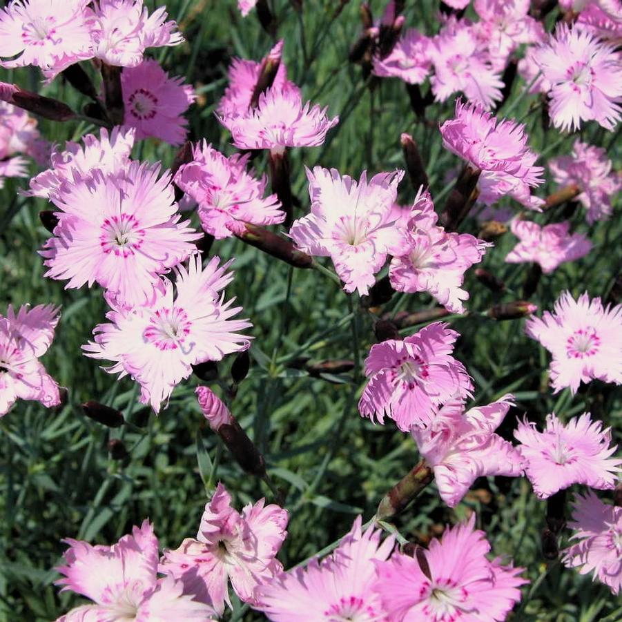 Dianthus 'Bath's Pink' - Cheddar Pinks from Babikow Wholesale Nursery