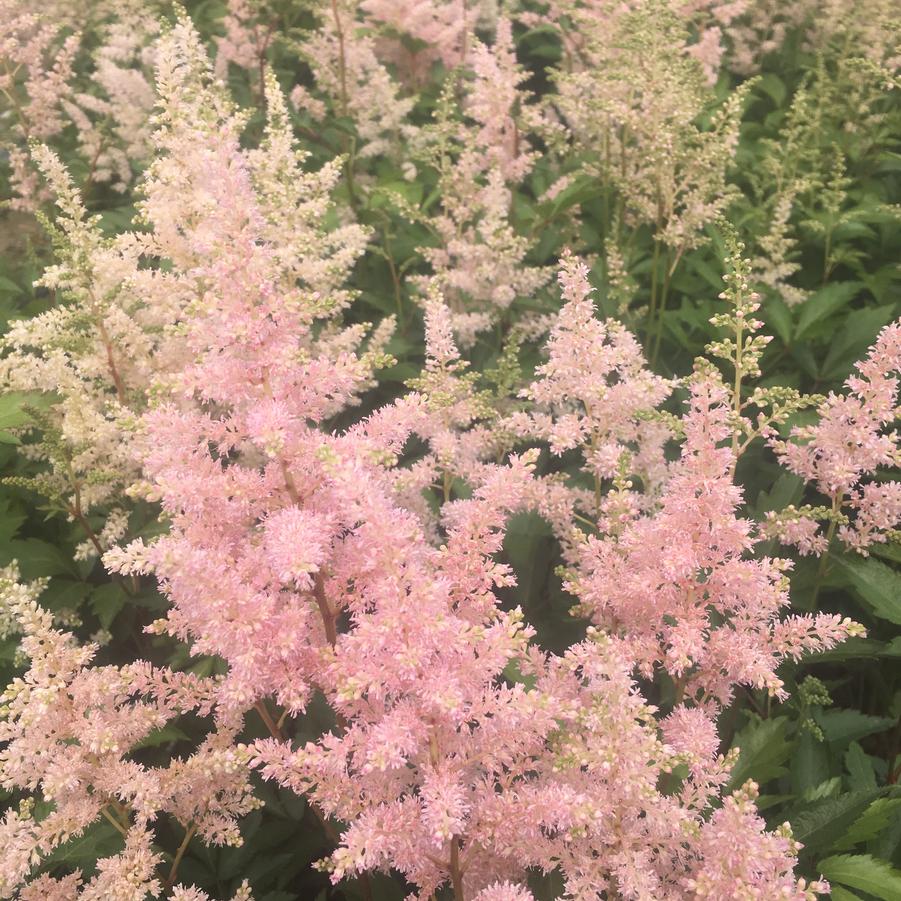 Astilbe jap. 'Peach Blossom' - False Spirea from Babikow Wholesale Nursery