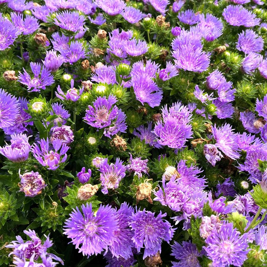 Stokesia lae. 'Peachie's Pick' - Stokes' Aster from Babikow Wholesale Nursery