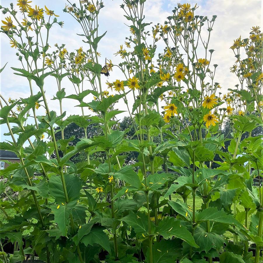 Silphium perfoliatum - Cup Plant from Babikow Wholesale Nursery