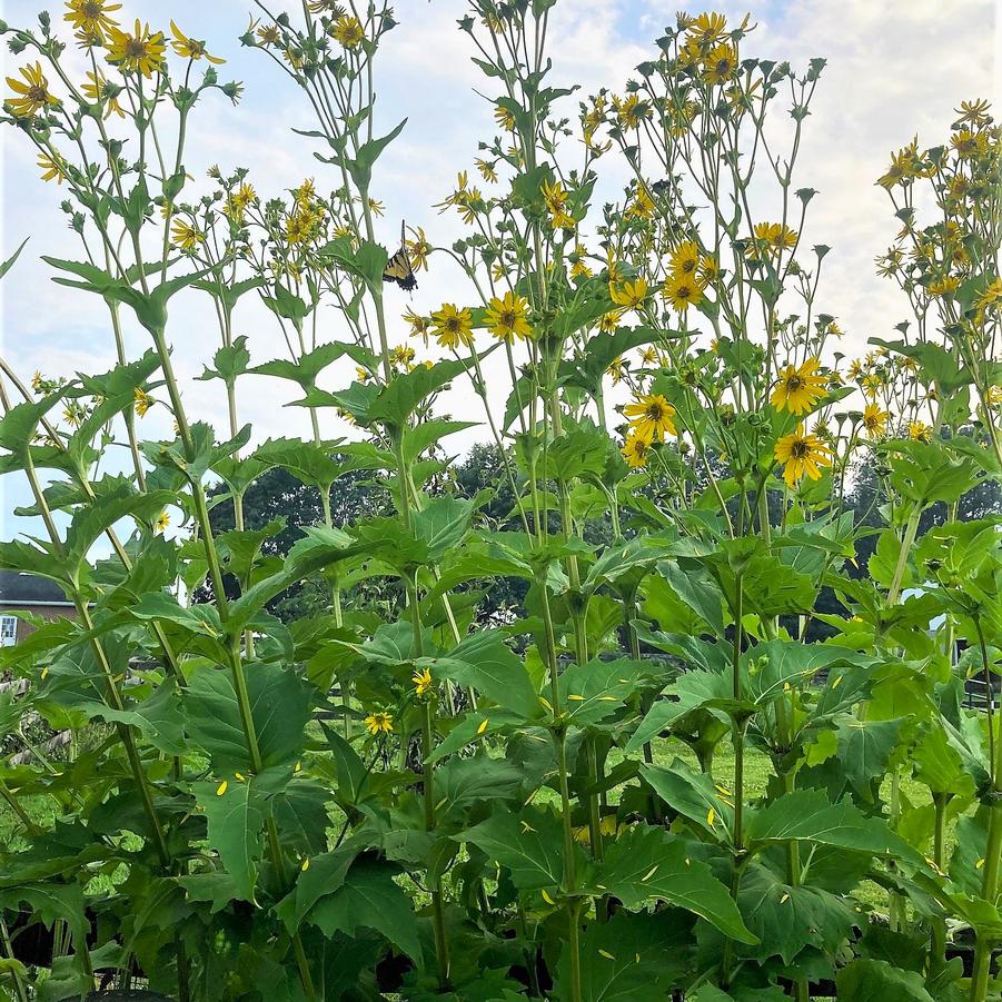 Silphium perfoliatum - Cup Plant from Babikow Wholesale Nursery