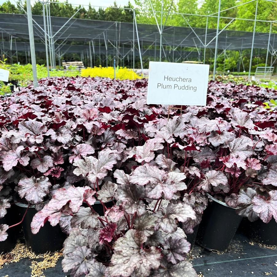 Heuchera x 'Plum Pudding' - Coral bells from Babikow Wholesale Nursery