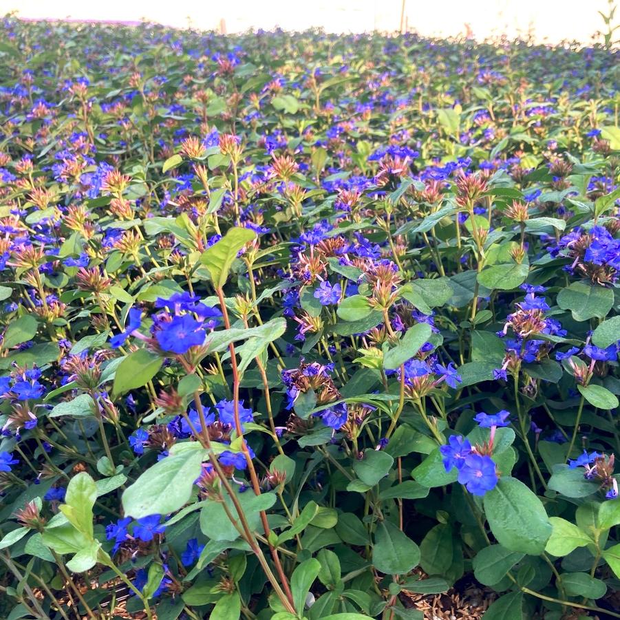 Ceratostigma plumbaginoides - Leadwort from Babikow Wholesale Nursery