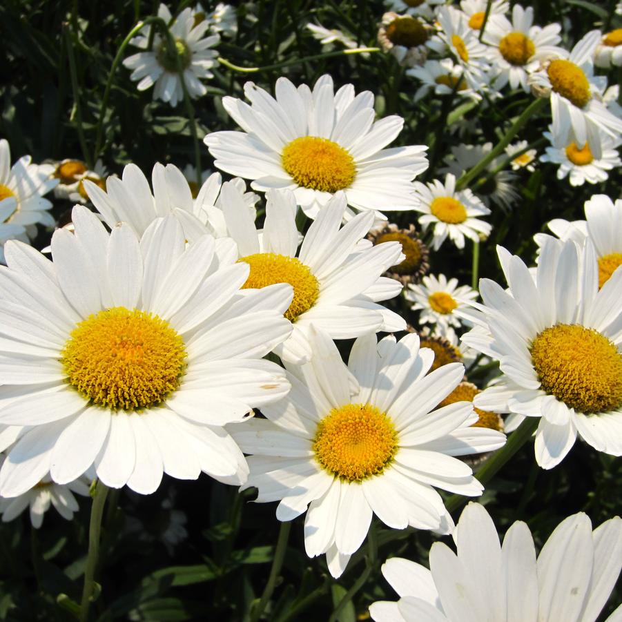 Leucanthemum sup. 'Becky' - Shasta Daisy from Babikow Wholesale Nursery