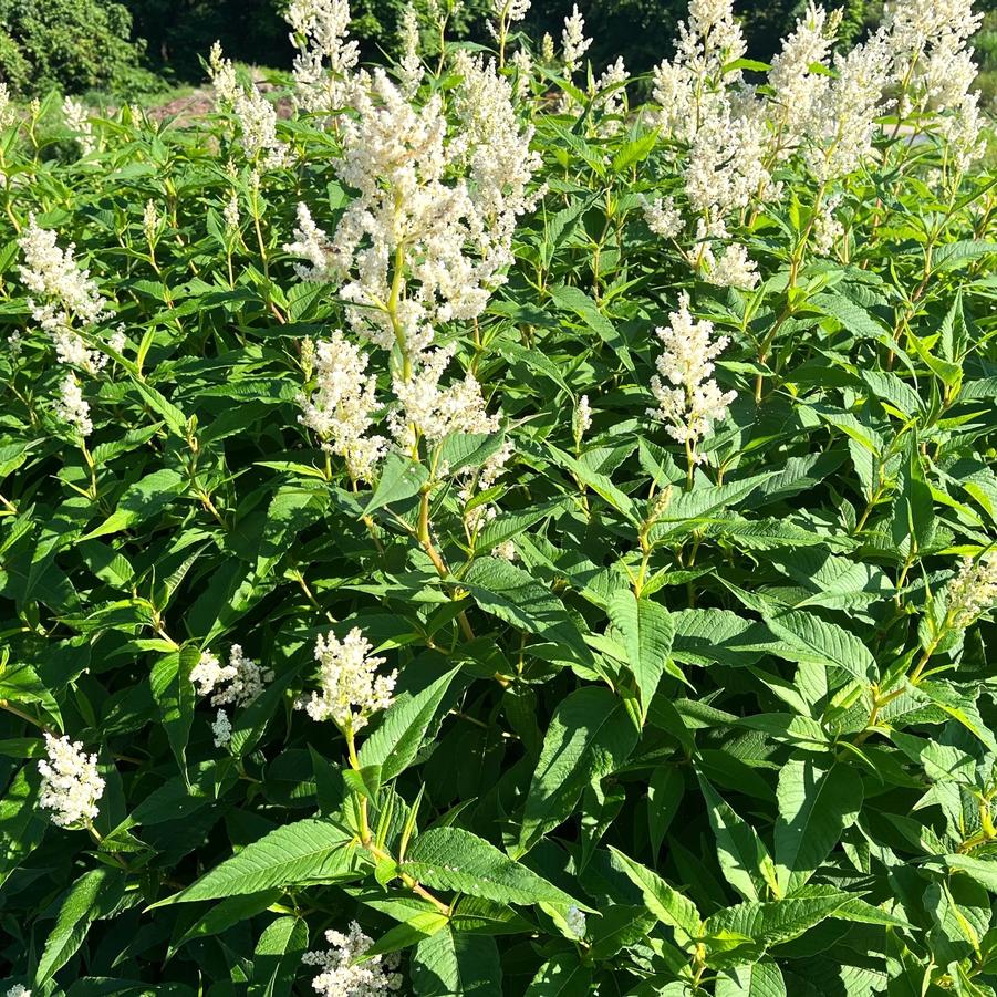 Persicaria polymorpha - White Fleeceflower from Babikow Wholesale Nursery